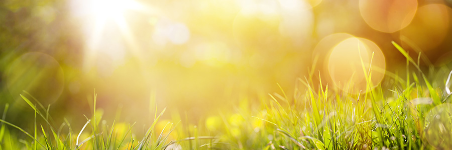 Grass and sunshine